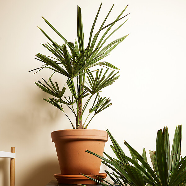BLOOMIQUE - Trachycarpus Fortunei - Palmier chanvre - Palmier rustique - H. 60-80 cm - P. 21 cm - large