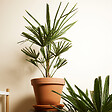 BLOOMIQUE - Trachycarpus Fortunei - Palmier chanvre - Palmier rustique - H. 60-80 cm - P. 21 cm - vignette