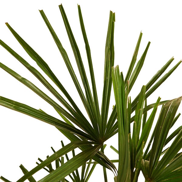 BLOOMIQUE - Trachycarpus Fortunei - Palmier chanvre - Palmier rustique - H. 60-80 cm - P. 21 cm - large