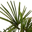 BLOOMIQUE - Trachycarpus Fortunei - Palmier chanvre - Palmier rustique - H. 60-80 cm - P. 21 cm - vignette