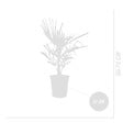 BLOOMIQUE - Trachycarpus Fortunei - Palmier chanvre - Palmier rustique - H. 60-80 cm - P. 21 cm - vignette