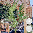 BLOOMIQUE - Lot de 2 - Chamaerops Humilis - Palmier nain européen - Palmier rustique - H. 40-50 cm - P. 15 cm - vignette
