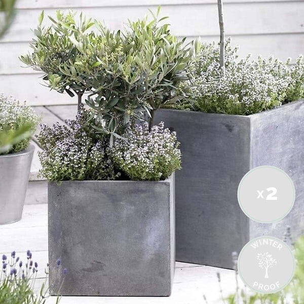 BLOOMIQUE - Lot de 2 - Olea Europaea - Olivier - Arbuste d’olivier - Plantes de jardin - H. 30-40 cm - P. 14 cm - large