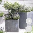 BLOOMIQUE - Lot de 2 - Olea Europaea - Olivier - Arbuste d’olivier - Plantes de jardin - H. 30-40 cm - P. 14 cm - vignette