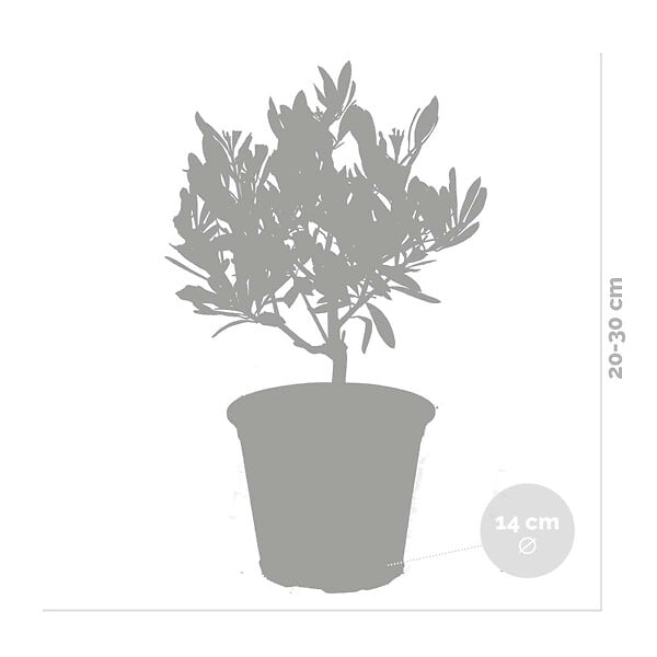 BLOOMIQUE - Lot de 2 - Olea Europaea - Olivier - Arbuste d’olivier - Plantes de jardin - H. 30-40 cm - P. 14 cm - large
