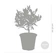 BLOOMIQUE - Lot de 2 - Olea Europaea - Olivier - Arbuste d’olivier - Plantes de jardin - H. 30-40 cm - P. 14 cm - vignette