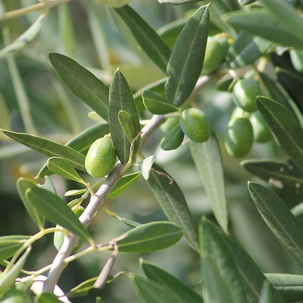 BLOOMIQUE - Lot de 2 - Olea Europaea - Olivier - Arbuste d’olivier - Plantes de jardin - H. 30-40 cm - P. 14 cm - large