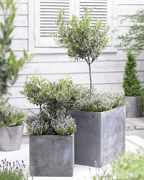 BLOOMIQUE - Lot de 2 - Olea Europaea - Olivier - Arbuste d’olivier - Plantes de jardin - H. 30-40 cm - P. 14 cm - large