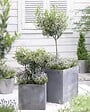 BLOOMIQUE - Lot de 2 - Olea Europaea - Olivier - Arbuste d’olivier - Plantes de jardin - H. 30-40 cm - P. 14 cm - vignette
