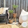 BLOOMIQUE - Lot de 2 - Olea Europaea - Olivier sur tige - Plantes de jardin - H. 30-40 cm - P. 14 cm - vignette