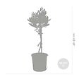 BLOOMIQUE - Lot de 2 - Olea Europaea - Olivier sur tige - Plantes de jardin - H. 30-40 cm - P. 14 cm - vignette