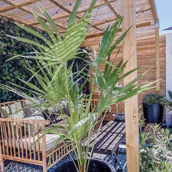 BLOOMIQUE - Chamaerops Humilis - Palmier nain européen - Palmier rustique - H. 60-70 cm - P. 19 cm - large