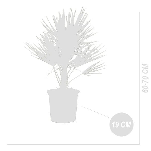 BLOOMIQUE - Chamaerops Humilis - Palmier nain européen - Palmier rustique - H. 60-70 cm - P. 19 cm - large