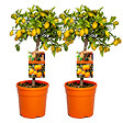 BLOOMIQUE - Lot de 2 - Citrus Kumquat - Kumquat - Oranger nain - Agrume - H. 50-70 cm - P. 19 cm - vignette
