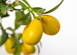 BLOOMIQUE - Lot de 2 - Citrus Kumquat - Kumquat - Oranger nain - Agrume - H. 50-70 cm - P. 19 cm - vignette