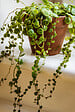 BLOOMIQUE - Lot de 3 - Callisia repens - Plante tortue - Comestible pour animaux - H. 10-20 cm - P. 12 cm - vignette