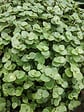 BLOOMIQUE - Lot de 3 - Callisia repens - Plante tortue - Comestible pour animaux - H. 10-20 cm - P. 12 cm - vignette