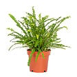 BLOOMIQUE - Nephrolepis Duffi - Fougère frisée - Plante d’intérieur - Dépolluante - H. 20-30 cm - P. 12 cm - vignette