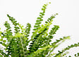 BLOOMIQUE - Nephrolepis Duffi - Fougère frisée - Plante d’intérieur - Dépolluante - H. 20-30 cm - P. 12 cm - vignette