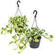 BLOOMIQUE - Lot de 2 Scindapsus N-Joy - Lierre du Diable - Plantes suspendues ou grimpantes - Dépolluantes - vignette
