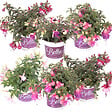 BLOOMIQUE - Lot de 6 - Fuchsia retombant - Plante à clochettes - Mélange de couleurs - H. 15-20 cm - P. 10,5 cm - vignette