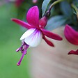 BLOOMIQUE - Lot de 6 - Fuchsia retombant - Plante à clochettes - Mélange de couleurs - H. 15-20 cm - P. 10,5 cm - vignette