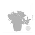BLOOMIQUE - Lot de 6 - Fuchsia retombant - Plante à clochettes - Mélange de couleurs - H. 15-20 cm - P. 10,5 cm - vignette