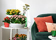 BLOOMIQUE - Lot de 3 - Kalanchoé - Fleurs jaunes - Plante d'extérieur et d'intérieur - H. 15-25 cm - P. 12 cm - vignette