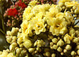 BLOOMIQUE - Lot de 3 - Kalanchoé - Fleurs jaunes - Plante d'extérieur et d'intérieur - H. 15-25 cm - P. 12 cm - vignette