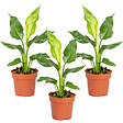 BLOOMIQUE - Lot de 3 - Strelitzia Reginae - Oiseau de paradis - Plantes d’intérieur - H. 30-40 cm - P. 12 cm - vignette