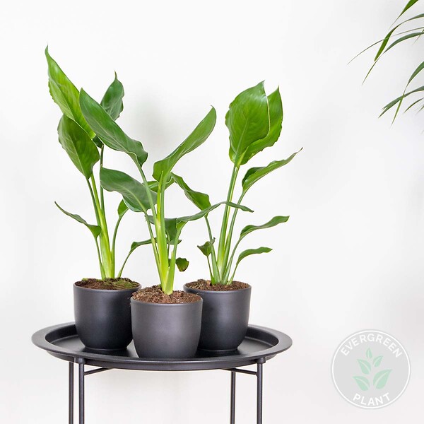 BLOOMIQUE - Lot de 3 - Strelitzia Reginae - Oiseau de paradis - Plantes d’intérieur - H. 30-40 cm - P. 12 cm - large