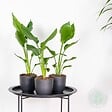 BLOOMIQUE - Lot de 3 - Strelitzia Reginae - Oiseau de paradis - Plantes d’intérieur - H. 30-40 cm - P. 12 cm - vignette