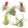 BLOOMIQUE - Lot de 5 - Tillandsia - Plantes aériennes - Dépolluantes - Très faciles d’entretien - 5-15 cm - vignette