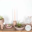 BLOOMIQUE - Lot de 5 - Tillandsia - Plantes aériennes - Dépolluantes - Très faciles d’entretien - 5-15 cm - vignette