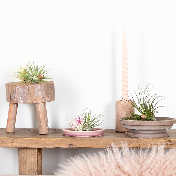 BLOOMIQUE - Lot de 5 - Tillandsia - Plantes aériennes - Dépolluantes - Très faciles d’entretien - 5-15 cm - large