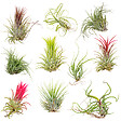 BLOOMIQUE - Lot de 10 - Tillandsia - Plantes aériennes - Dépolluantes - Très faciles d’entretien - 5-15 cm - vignette