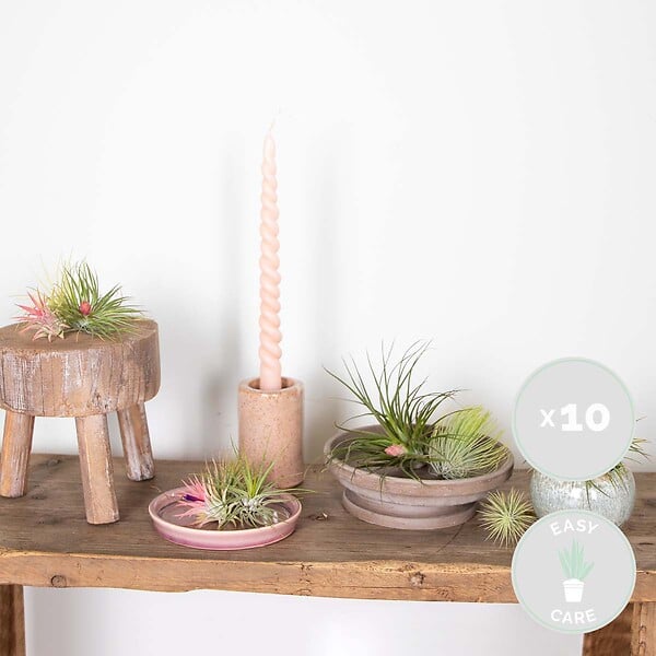 BLOOMIQUE - Lot de 10 - Tillandsia - Plantes aériennes - Dépolluantes - Très faciles d’entretien - 5-15 cm - large