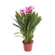 BLOOMIQUE - Curcuma Siam - Curcuma ornemental - Plante d’intérieur - Dépolluante - H. 40-50 cm - P. 14 cm - vignette
