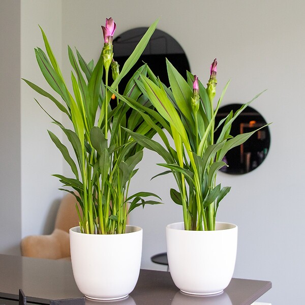 BLOOMIQUE - Curcuma Siam - Curcuma ornemental - Plante d’intérieur - Dépolluante - H. 40-50 cm - P. 14 cm - large