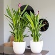 BLOOMIQUE - Curcuma Siam - Curcuma ornemental - Plante d’intérieur - Dépolluante - H. 40-50 cm - P. 14 cm - vignette