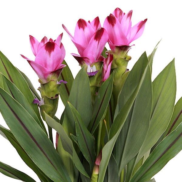 BLOOMIQUE - Curcuma Siam - Curcuma ornemental - Plante d’intérieur - Dépolluante - H. 40-50 cm - P. 14 cm - large