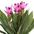 BLOOMIQUE - Curcuma Siam - Curcuma ornemental - Plante d’intérieur - Dépolluante - H. 40-50 cm - P. 14 cm - vignette