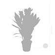 BLOOMIQUE - Curcuma Siam - Curcuma ornemental - Plante d’intérieur - Dépolluante - H. 40-50 cm - P. 14 cm - vignette