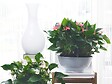 BLOOMIQUE - Lot de 2 - Anthurium - Flamant rose - Rose - Plante d’intérieur - H. 30-40 cm - P. 12 cm - vignette