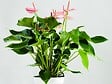 BLOOMIQUE - Lot de 2 - Anthurium - Flamant rose - Rose - Plante d’intérieur - H. 30-40 cm - P. 12 cm - vignette
