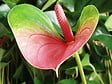 BLOOMIQUE - Lot de 2 - Anthurium - Flamant rose - Rose - Plante d’intérieur - H. 30-40 cm - P. 12 cm - vignette