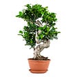 BLOOMIQUE - Ficus Ginseng - Forme en S - Bonsaï - Plante d'intérieur - Dépolluante - Facile d'entretien - vignette