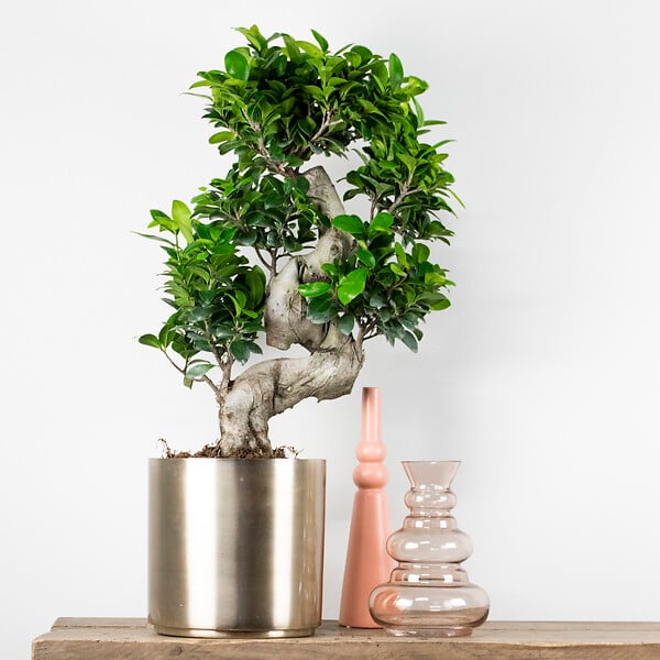 BLOOMIQUE - Ficus Ginseng - Forme en S - Bonsaï - Plante d'intérieur - Dépolluante - Facile d'entretien - large