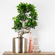BLOOMIQUE - Ficus Ginseng - Forme en S - Bonsaï - Plante d'intérieur - Dépolluante - Facile d'entretien - vignette
