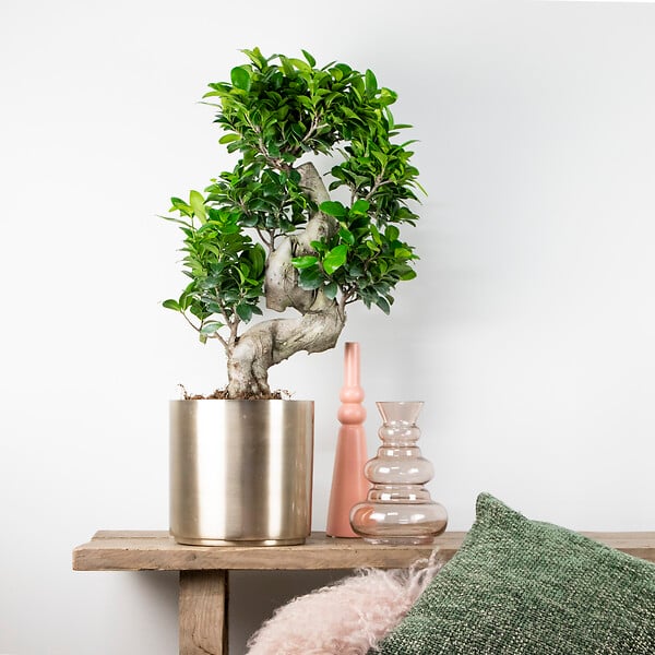 BLOOMIQUE - Ficus Ginseng - Forme en S - Bonsaï - Plante d'intérieur - Dépolluante - Facile d'entretien - large